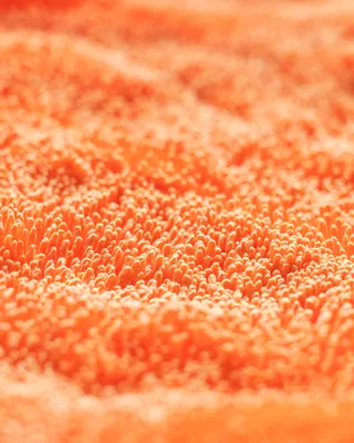 carpro dhydrate bold - מגבת ייבוש גדולה